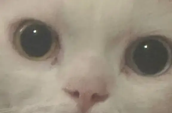 Пропала кошка, Свердловский пр., 52