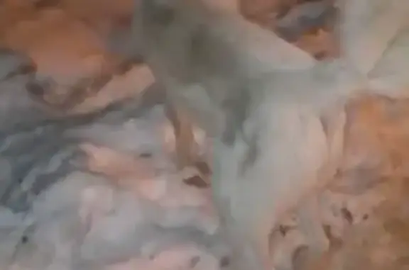 Найдена собака, Томская область, Томск