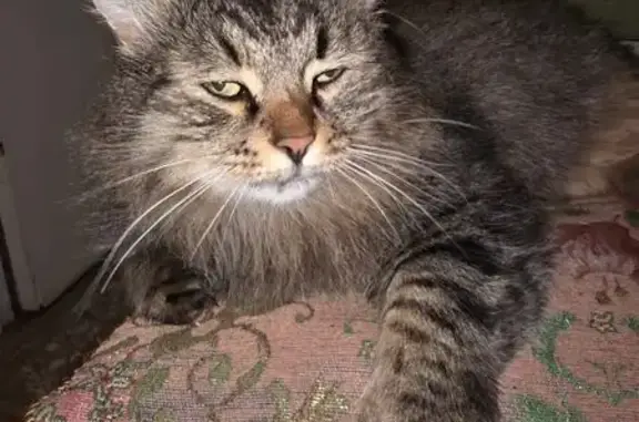 Пропала кошка, СНТ Василек 73, Иволгино