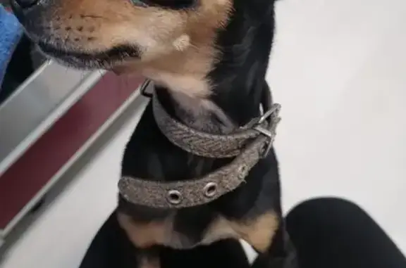 Собака найдена: пр. Мира, 39Б, Томск