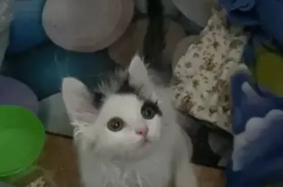 Найдена кошка, Красноярск, фото: Котенок найден: Лесопарковая, Красноярск