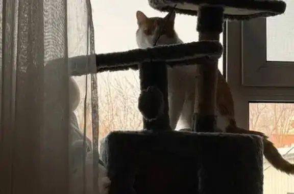 Кошки потеряшки, Хабаровск, фото: Потеряшка кошка, ул. Шелеста 36, Хабаровск