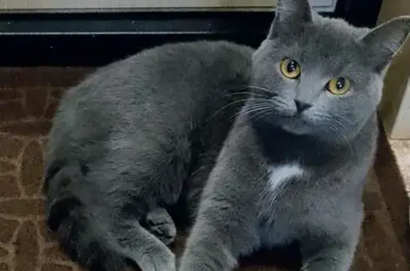 Пропала кошка в Новгородской области