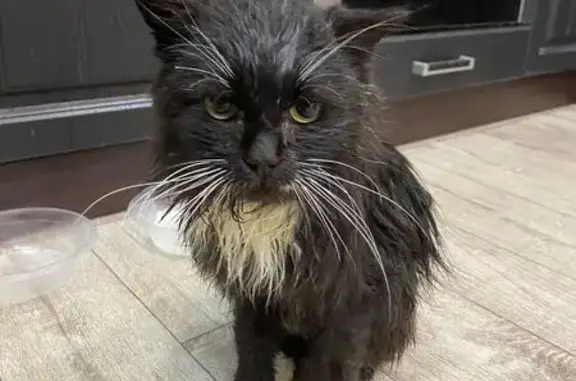 Найдена кошка, Томская область, фото: Кошка найдена у Ярче, Богашевское шоссе