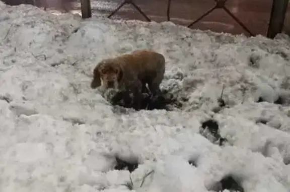 Найдена собака, , фото: Собака найдена на Мира/Зелинского, Новгород