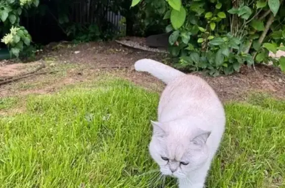 Пропала кошка в МО, белая с полосой