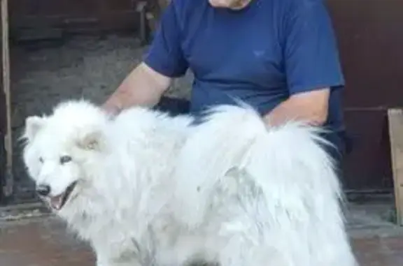 Пропала собака, Первая линия, ХМАО-Югра