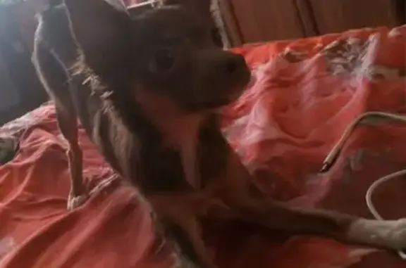 Пропала собака, Пролетарская 33, Канск