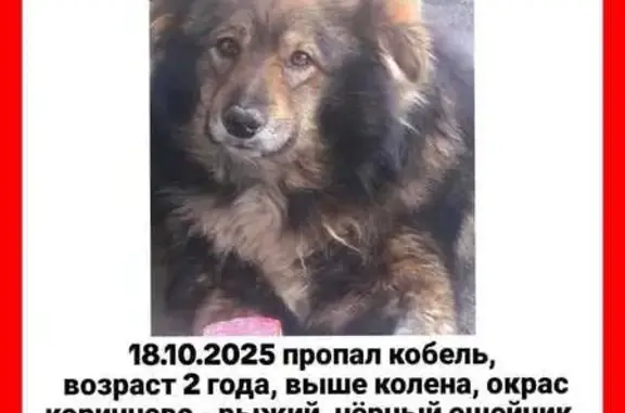 Пропала собака, ул. Тедеева 13, Камбилеевское