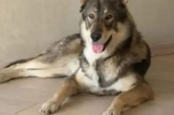 Пропала собака, Линейная 9, Новокузнецк