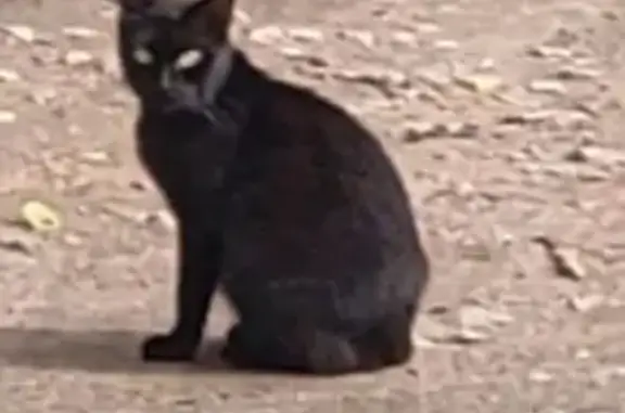 Пропала кошка, пр. Энгельса 154, СПб