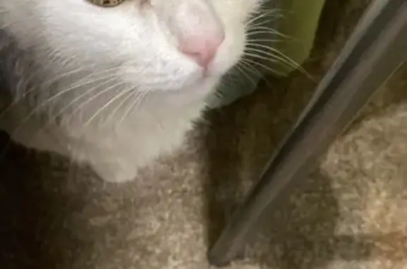 Найдена кошка, Норильск, фото: Кошка найдена: Югославская ул. 4, Норильск