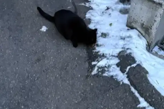 Найдена кошка, Иркутск, фото: Чёрный кот найден у магазина на Румянцева 5/2