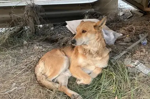 Найдена собака, Казань, фото: Рыжая собака найдена на Ямашева, Казань