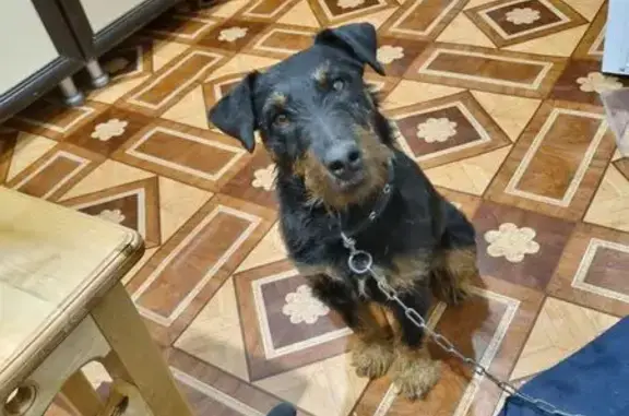 Пропала собака, Синезёрки, Брянск