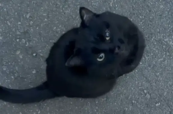 Найдена кошка, Иркутск, фото: Найдена кошка, ул. Румянцева 5/2, Иркутск