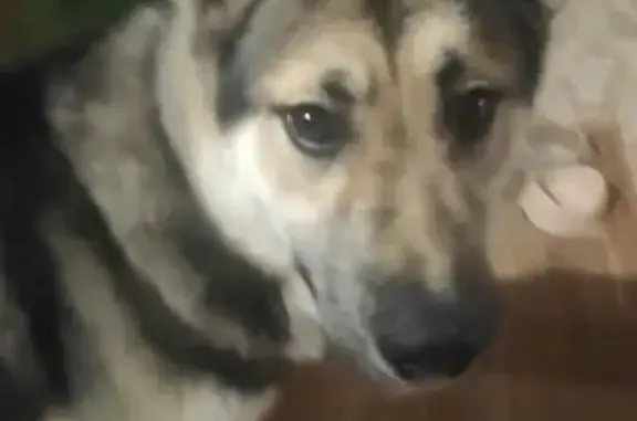 Собаки потеряшки, Быково, фото: Потеряшка собака, Леволинейная 44А, Быково