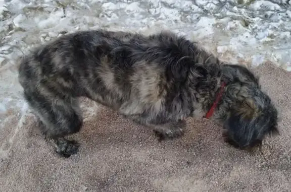 Найдена собака, Улан-Удэ, фото: Собака найдена: ул. Павлова, 64А, Улан-Удэ