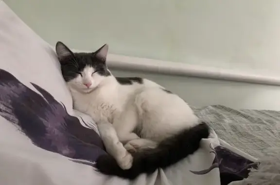 Кошки потеряшки, Новосибирск, фото: Потеряшка кошка, Луговая 18, Новосибирск