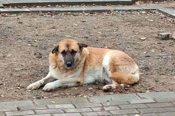 Собаки потеряшки, Московская область, фото: Потеряшка пёс в Асаково, Московская область
