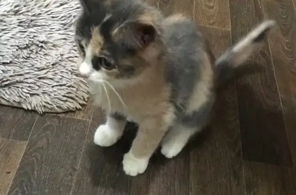 Найдена кошка, Казань, фото: Кошка найдена: Южно-Промышленная 1/77Б