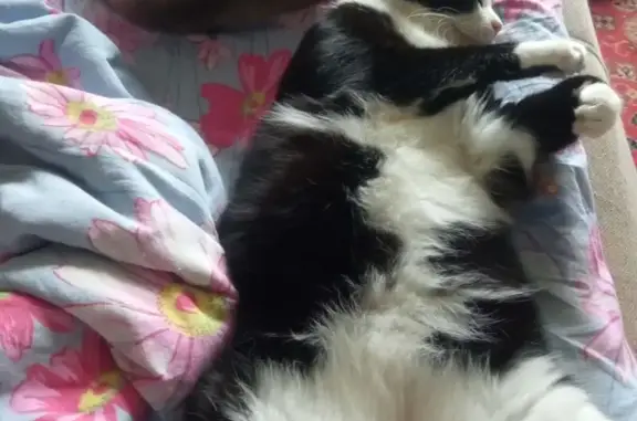 Пропал кот у вет-клиники Ника-Vet, Ленинская 16А