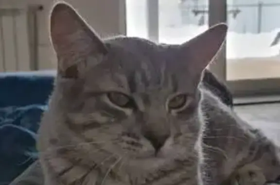 Пропал котик в д. Гремячки КП Авангард