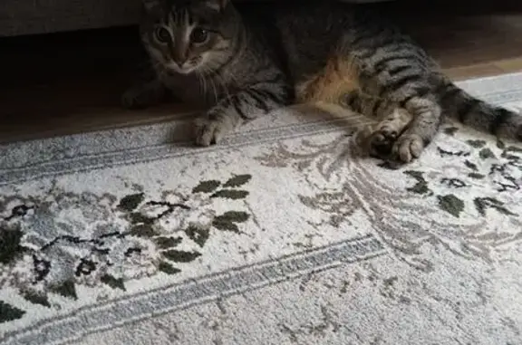 Кошка найдена, Чукотская 3А, Н. Новгород