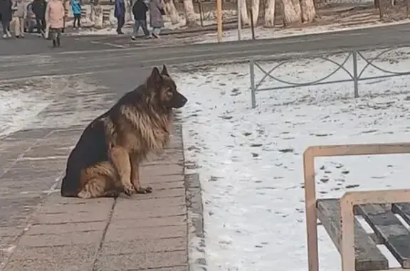 Найдена собака, Минусинск, фото: Овчарка найдена: Абаканская, 44Б, Минусинск