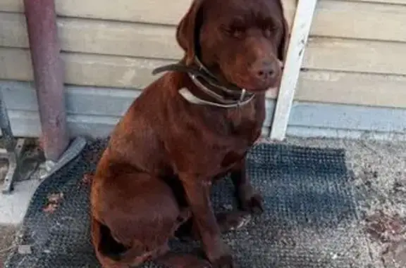 Найдена собака, , фото: Собака найдена: Рязань, Прижелезнодорожная 2