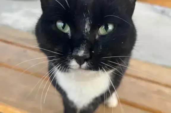 Найдена кошка, Чебоксары, фото: Найдена кошка, ул. Ленинского Комсомола