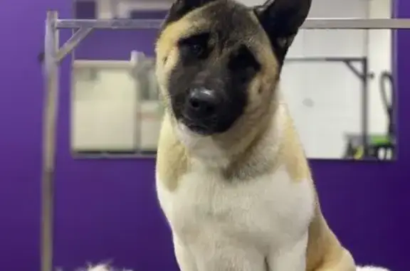 Собаки потеряшки, , фото: Потеряшка собака, Ракитное 84