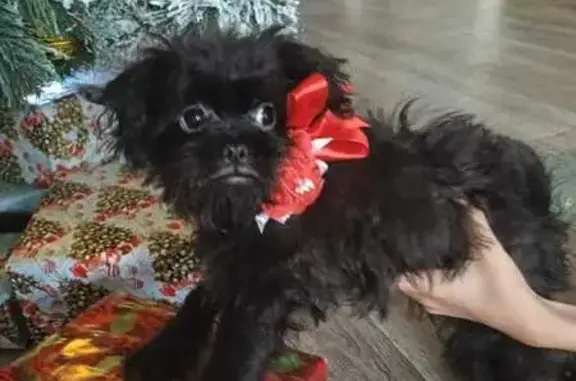 Пропала собака, Астрахань, район 30-ки