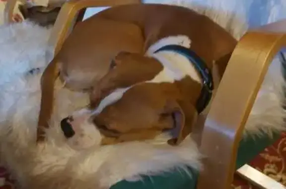 Собаки потеряшки, Нахабино, фото: Потеряшка собака, Инженерная ул. 1, Нахабино