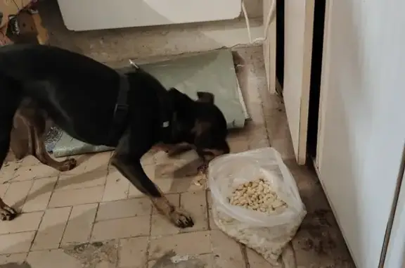 Найдена собака, Нижнекамск, фото: Собака найдена: ул. 50 лет Октября, 7