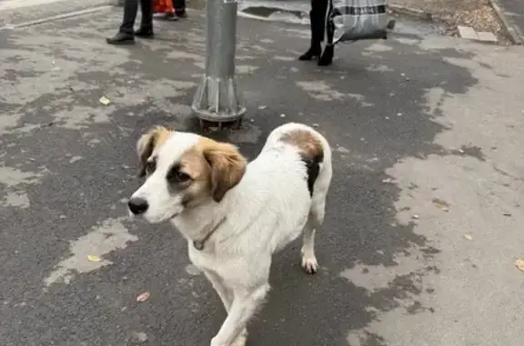 Собака найдена на Малиновского, Ростов-на-Дону