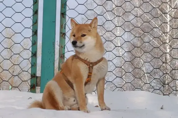 Найдена собака, Томская область, фото: Собака найдена в Томске, Томская область