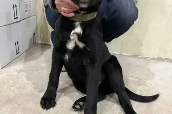 Найдена собака, Смоленск, фото: Щенок найден на ул. Шевченко, Смоленск