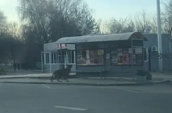 Найдена собака, Рязань, фото: Овчарка найдена на Спортивной, Рязань