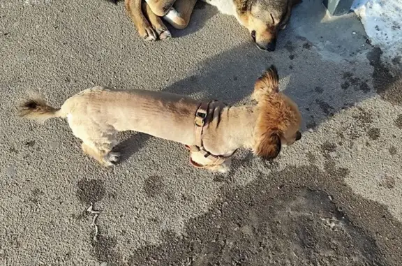 Найдена собака, Улан-Удэ, фото: Найдена собака, Керамическая ул. 1А