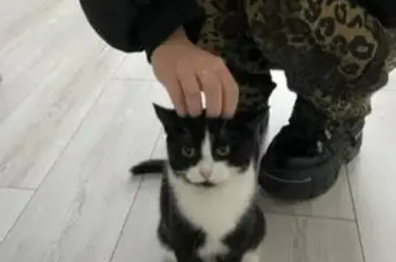 Кошки потеряшки, Оренбург, фото: Потеряшка кошка на Родимцева, 2, Оренбург