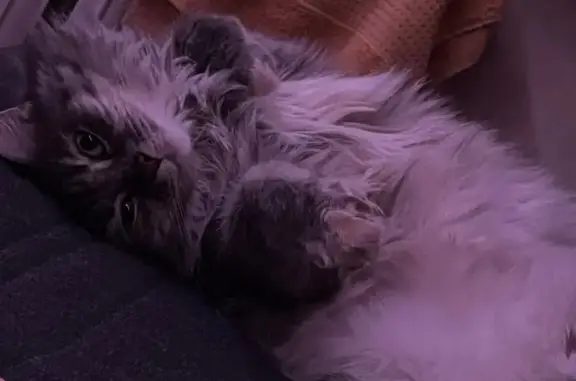 Пропала кошка, Пугачёвская 36, Самара