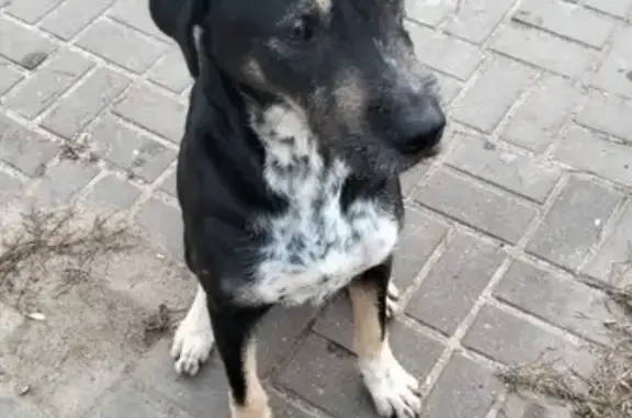 Найдена собака, Жуков, фото: Найден песик, Жуков, Коммунистическая 4