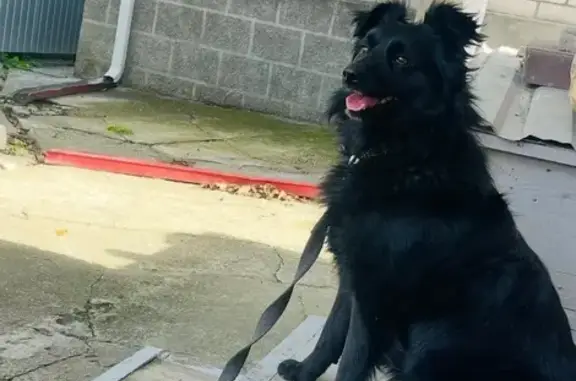 Пропала собака, ул. Фурманова 126, Черкесск