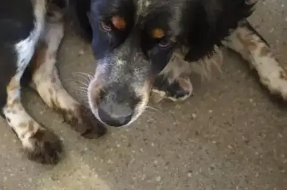 Найдена собака, Нижний Новгород, фото: Собака найдена: Московское шоссе, 34