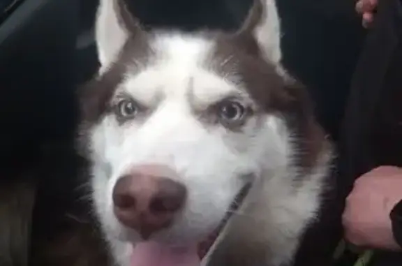 Собаки потеряшки, Пермский край, фото: Потеряшка собака, Березники, Пермский край