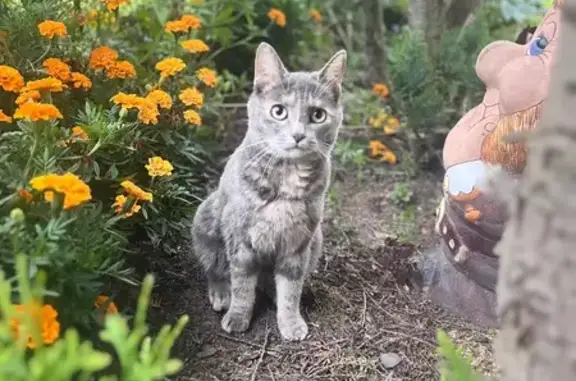 Пропала кошка, Колпинское шоссе, 8