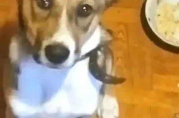 Пропала собака, Новая ул. 33, Кинешма