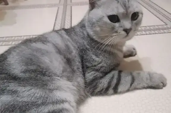 Найдена кошка, Ульяновск, фото: Кошка найдена: Генерала Тюленева, 12