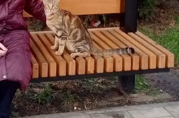 Пропал кот на улице Мира, Старый Оскол